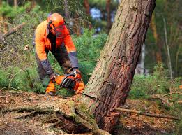 Leaf Removal in Glendora, NJ